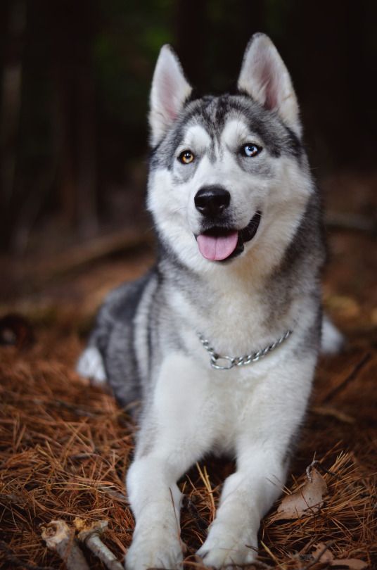 Puppy Pomsky Uki By Yuliya Zubareva Puppies Pets Training Your Dog