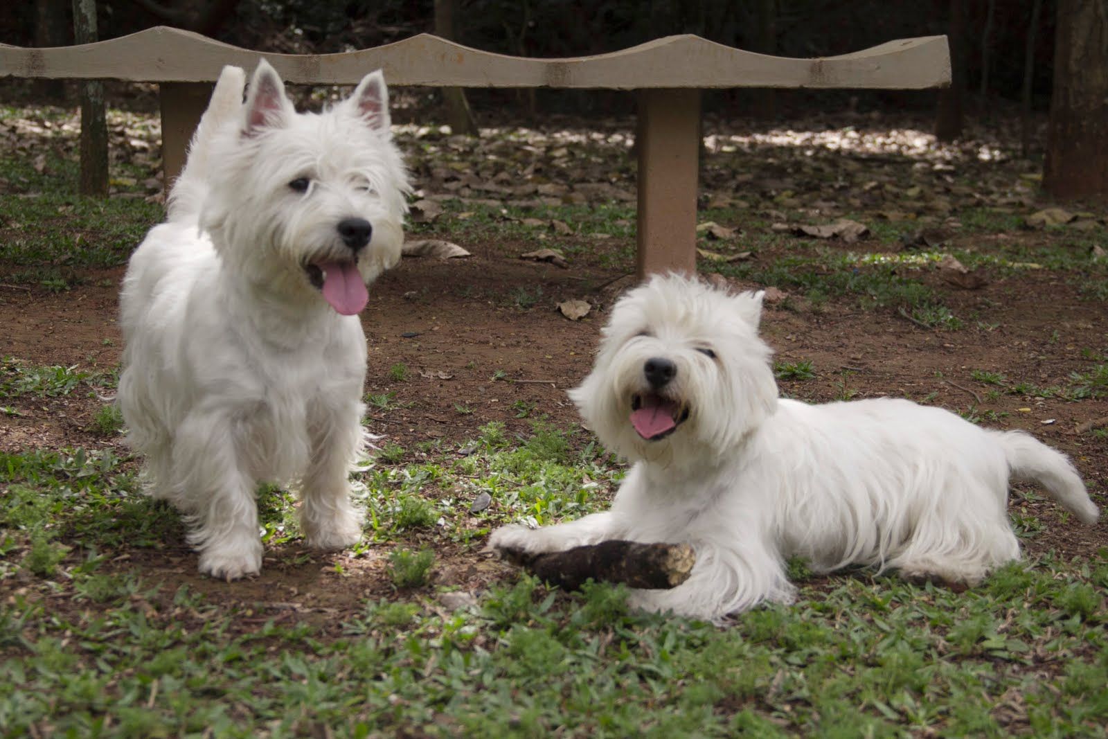 Westies Love It Westies Cute Dogs West Highland Terrier