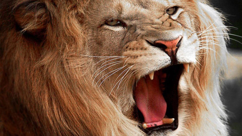 ライオンキング 遠吠え の画像検索結果 動物 ライオンキング ライオン ライオンキング 遠吠え の画像検索結果 動物 ライオンキング ライオン