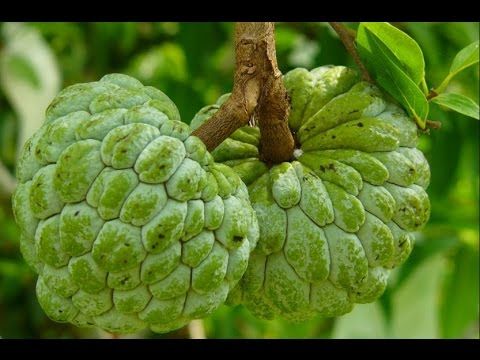 كيف أزرع شجرة المانجو Agriculture Fruit Grapes