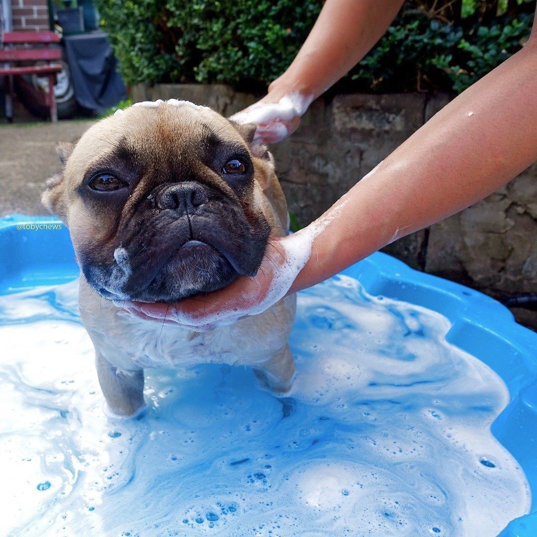 Toby The French Bulldog Gettin A Bath Au Natural Tobychews On