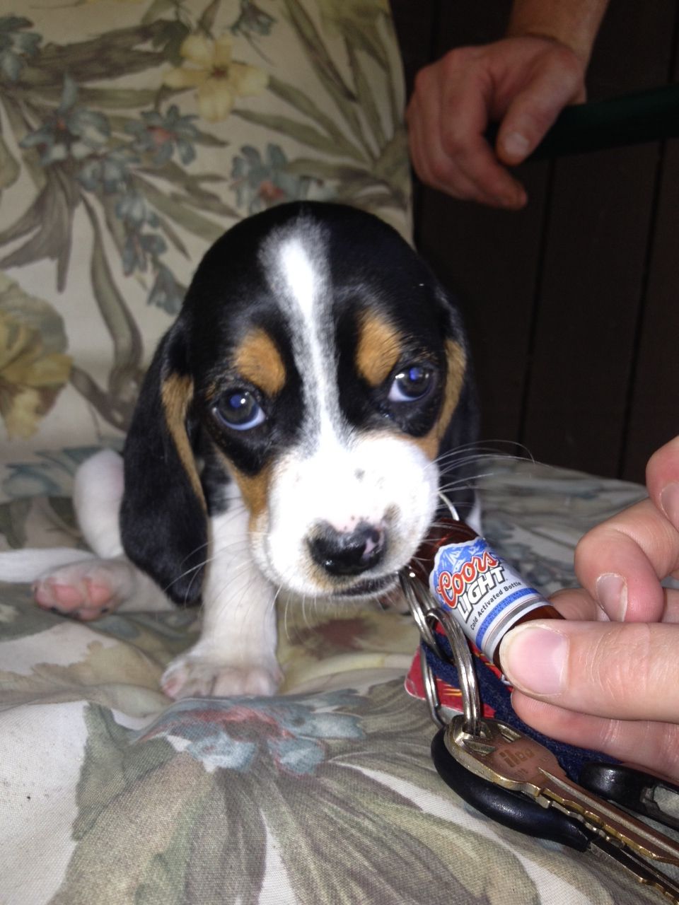 5 Week Old Puppy Care