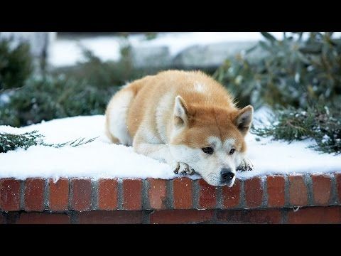 Hachiko A Dogs Story Music Video From Movie Youtube Hachiko A Dogs Story Music Video From Movie Youtube