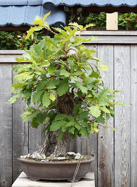 Oak Bonsai Bonsáis Pinterest Jardines zen, Zen y Jardines - jardines zen Oak Bonsai Bonsáis Pinterest Jardines zen, Zen y Jardines - jardines zen