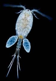 image result for copepoda