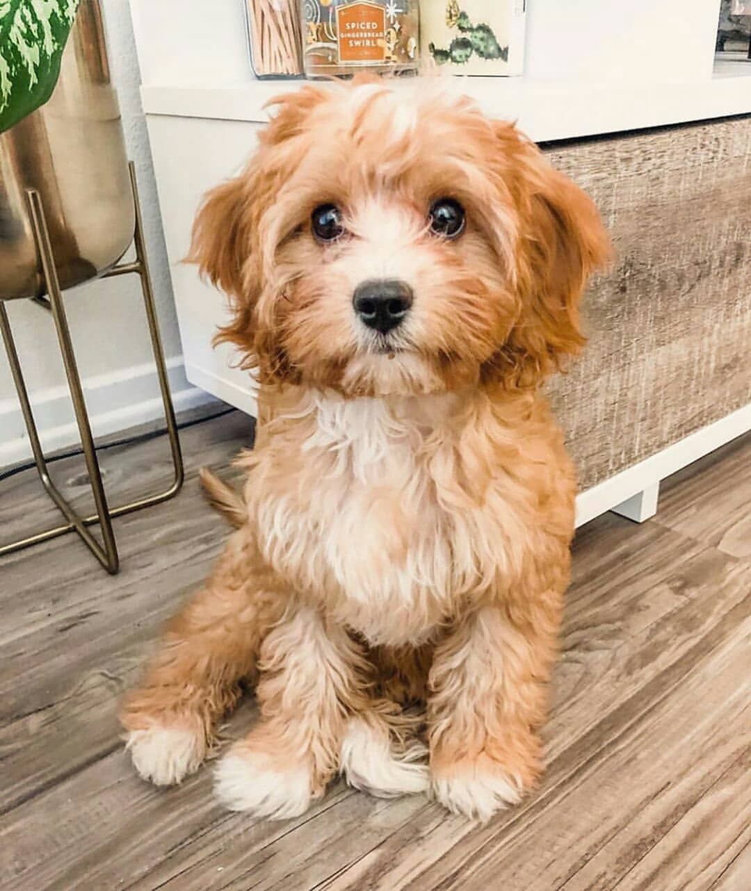 Doodle Apparel T-Shirts ✔ Unique designs ✔ Printed in USA ✔ Easy 30 day return policy 👉 Click link in @doodleloversofig bio 🛍 . 📷 from… Super Cute Puppies, Cute Little Puppies, Cute Baby Dogs, Cute Dogs And Puppies, Cute Little Animals, Cute Funny Animals, Pet Dogs, Doggies, Pets