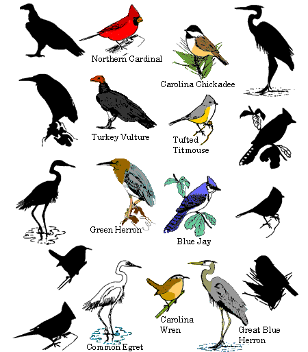 The Great Big List Of Bird Names For Girls Appellation Mountain Girl Names List Of Birds Birds Name List