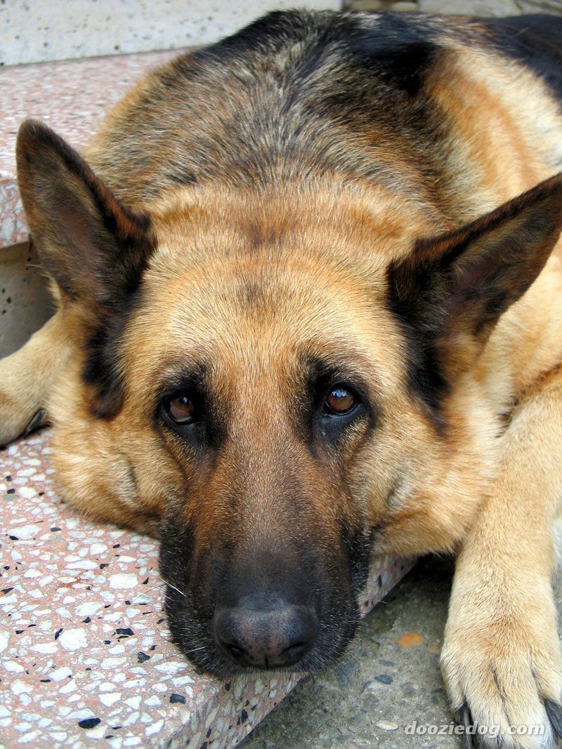 Golden State German Shepherd Rescue Is A 501 C 3 Nonprofit