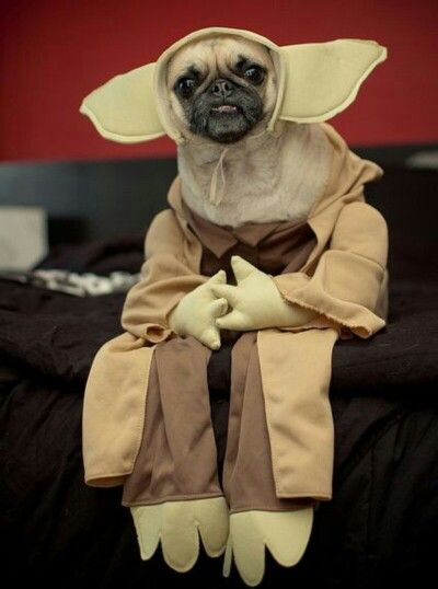 Pug Yoda Yoda Dog Costume Pugs Funny Pet Costumes