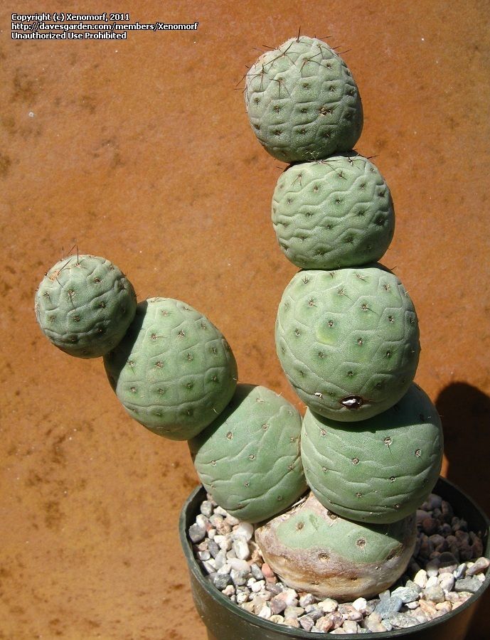 Full size picture of Tephrocactus (<i>Tephrocactus alexanderi var ...