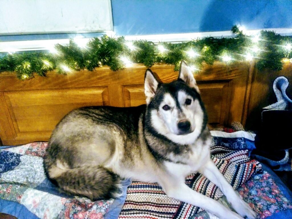 Adopt Bella On Siberian Husky Rescue Siberian Husky Dog Adoption