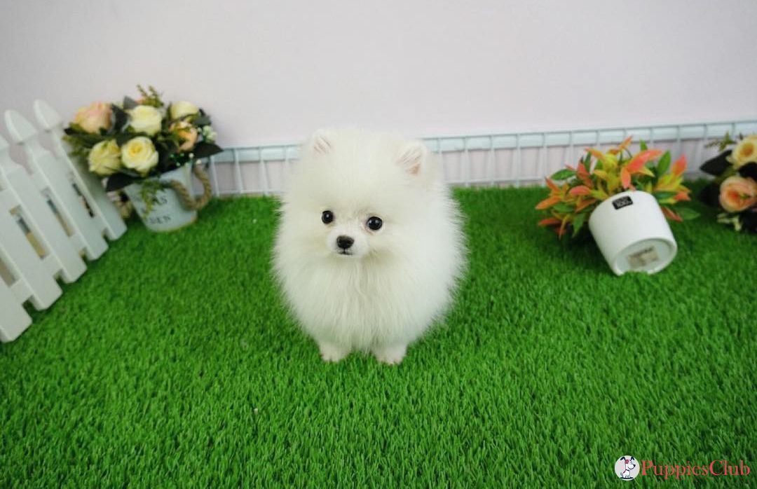 Teacup Pomeranian Puppies #teacuppomeranianpuppy Cutest Teacup Pomeranian Puppies. #teacup #pomeranian #teacuppomeranian #micropomeranian #teacuppom #minipomeranian #teacuppomeranianpuppy Teacup Pomeranian Puppies #teacuppomeranianpuppy Cutest Teacup Pomeranian Puppies. #teacup #pomeranian #teacuppomeranian #micropomeranian #teacuppom #minipomeranian #teacuppomeranianpuppy Teacup Pomeranian Puppies #teacuppomeranianpuppy Cutest Teacup Pomeranian Puppies. #teacup #pomeranian #teacuppomeranian #mi #teacuppomeranianpuppy