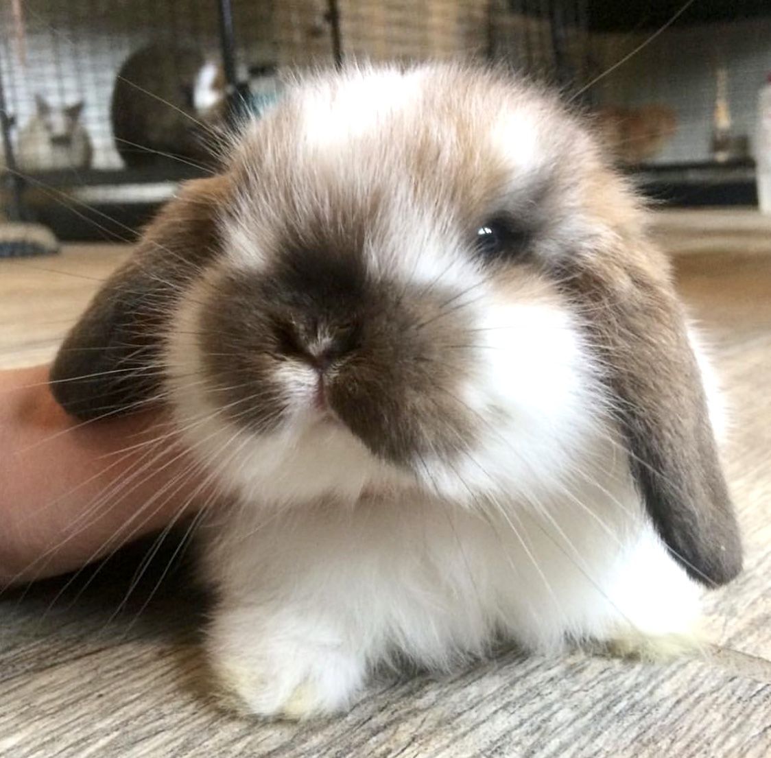 Cute Animals Images, Baby Animals Pictures, Cute Wild Animals, Cute Animal Pictures, Cute Funny Animals, Baby Animals Super Cute, Cute Baby Bunnies, Cute Little Animals, Mini Lop Bunnies