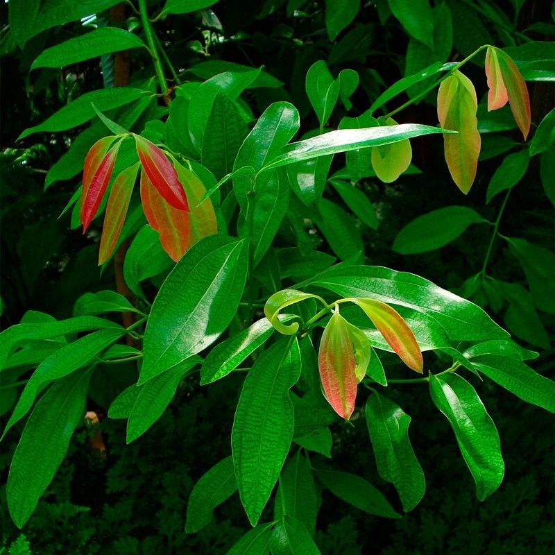 Canela Semillas Sage Garden Plants Herbs