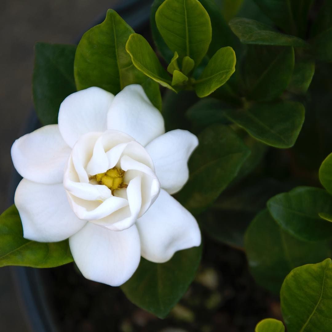 Artificial Gardenia Flowers Outdoor With Images Artificial