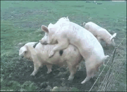 10ef1a3ebff1bcde2f3077bf544e6037.gif