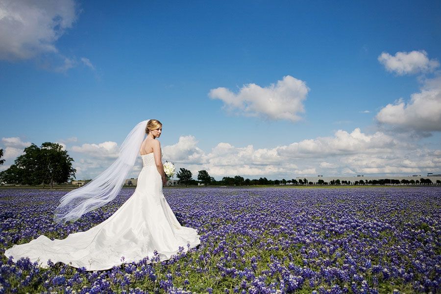 Bluebonnets The Perfect Wedding And Engagement Picture Backdrop