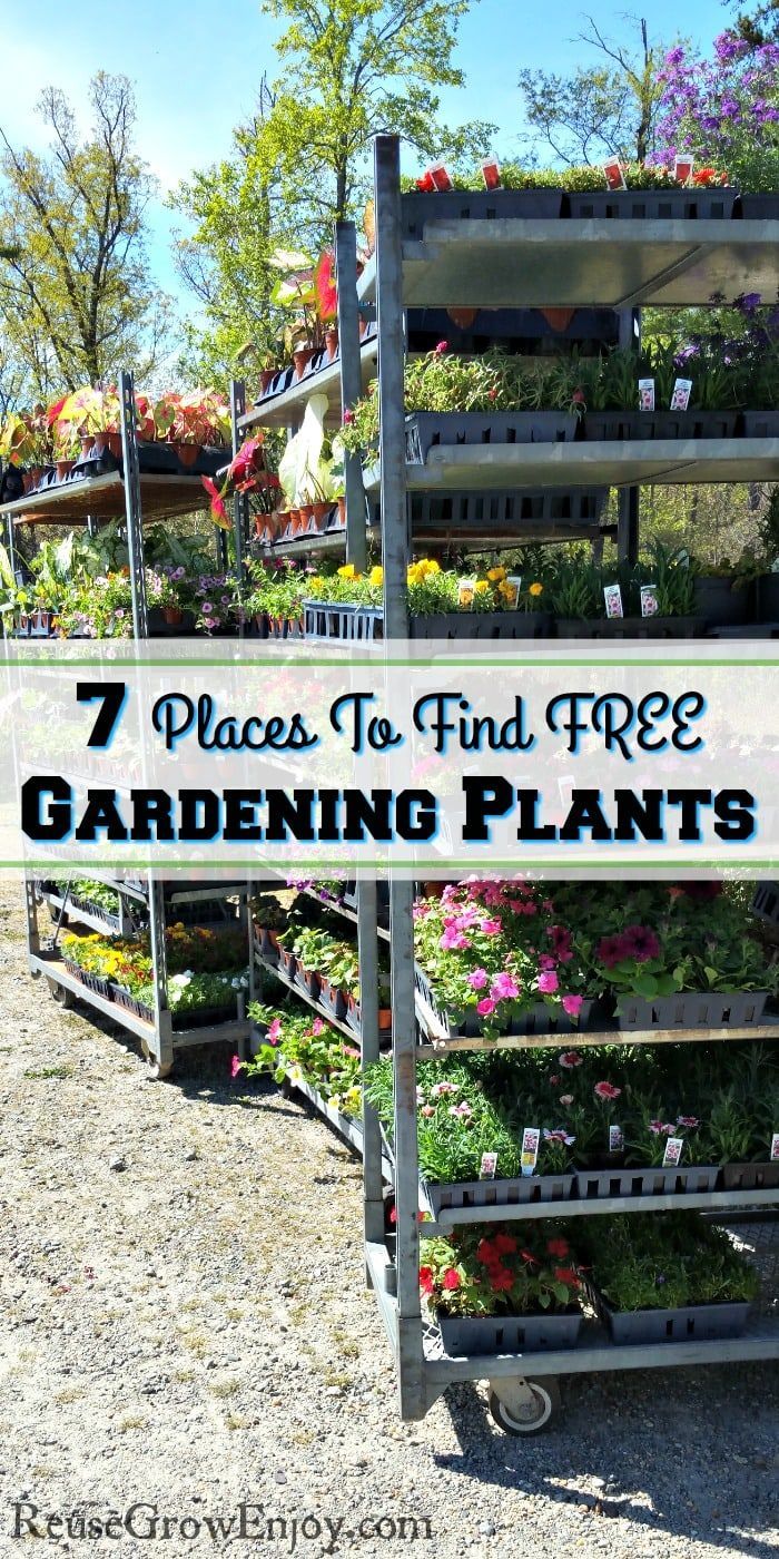 Excited to get your garden growing, but finding yourself on a bit of a budget this year? Sounds like you could use some FREE gardening plants! Find out the 7 different places you can get free plants. Veggie Garden, Backyard Garden, Backyard Landscaping, Garden Plants, Garden Help, Vegetable Gardening, Indoor Plants, Frugal Gardening, Organic Gardening