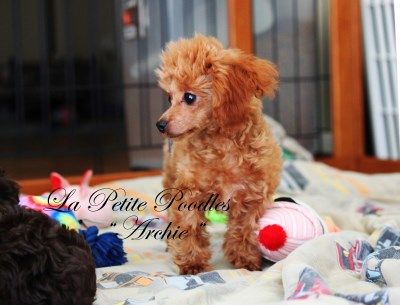 Fun With Our Poodle Puppies At La Petite In Texas Cute Dogs
