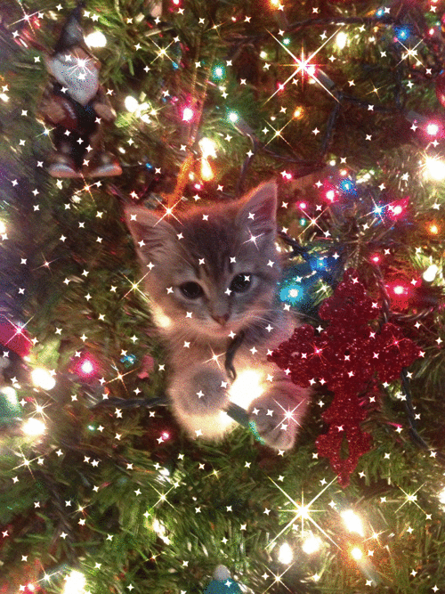 online christmas photo editor