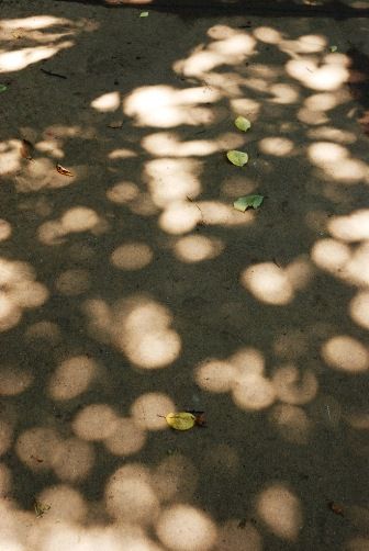 Amarantine 永遠の花 09年07月 風景 影の写真 木漏れ日 Amarantine 永遠の花 09年07月 風景 影の写真 木漏れ日