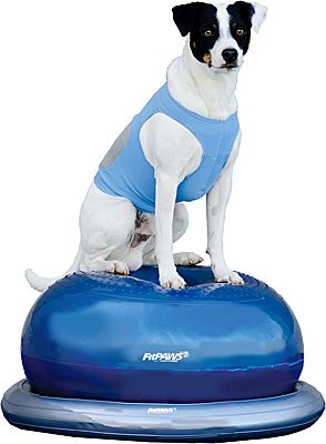 Fitpaws Donut Training Kit More Dog Toys Agility Training For