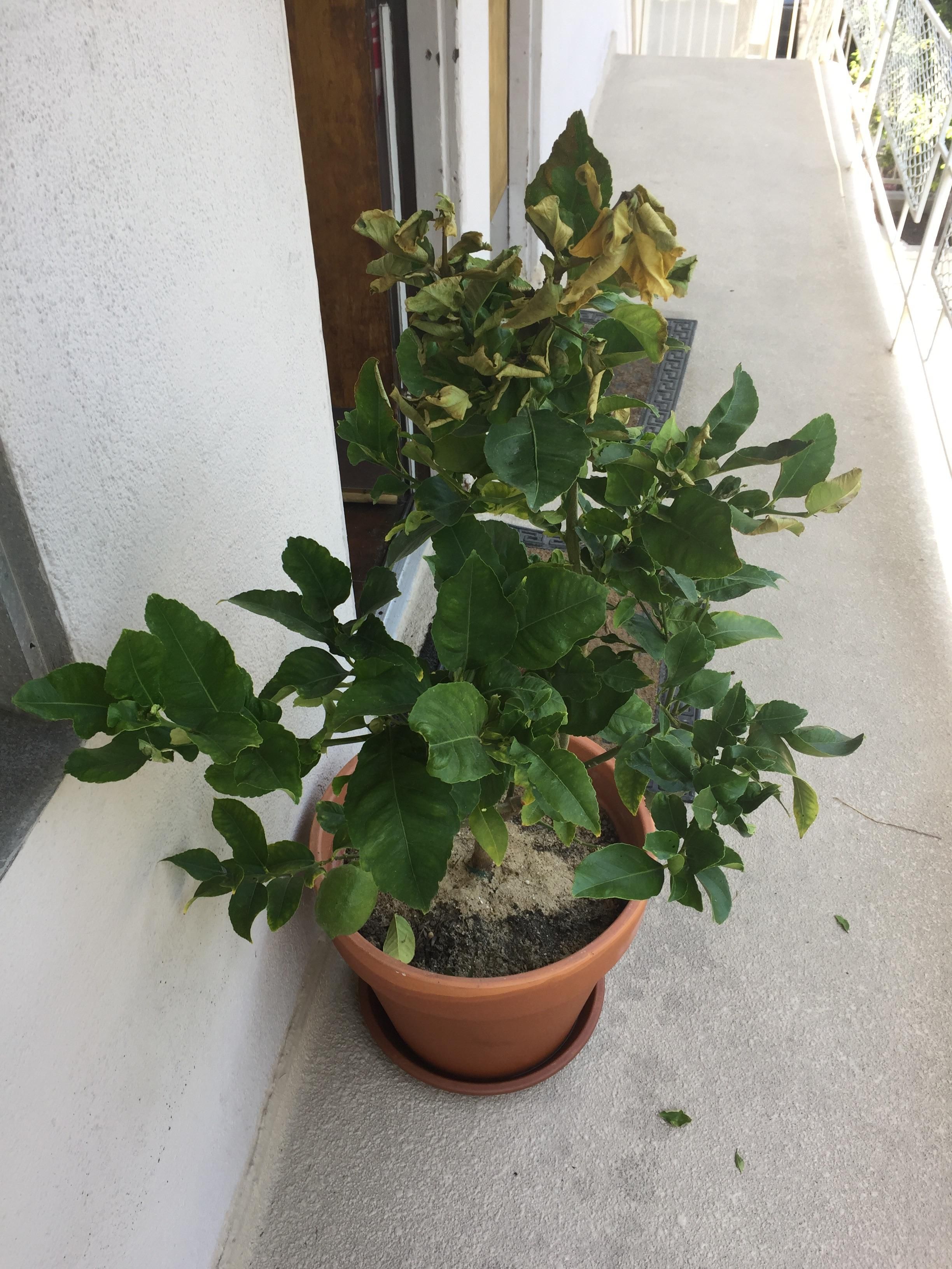 How Often Should Gardenias Be Watered?