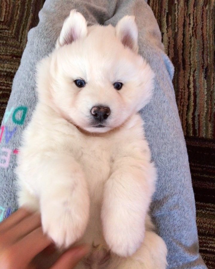 7 117 Likes 267 Comments Siberian Husky Puppies Sale