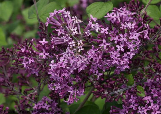 Bloomerang Dark Purple Reblooming Lilac Syringa X Lilac Tree Lilac Bushes Plants