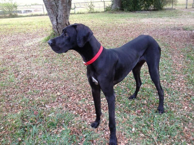 Great Dane Blue Great Dane Great Dane Puppy Great Dane Dogs Dogs