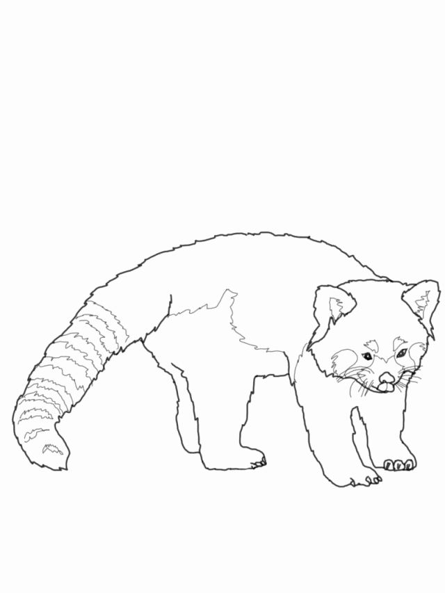 Baby Red Panda Coloring Page Colorir