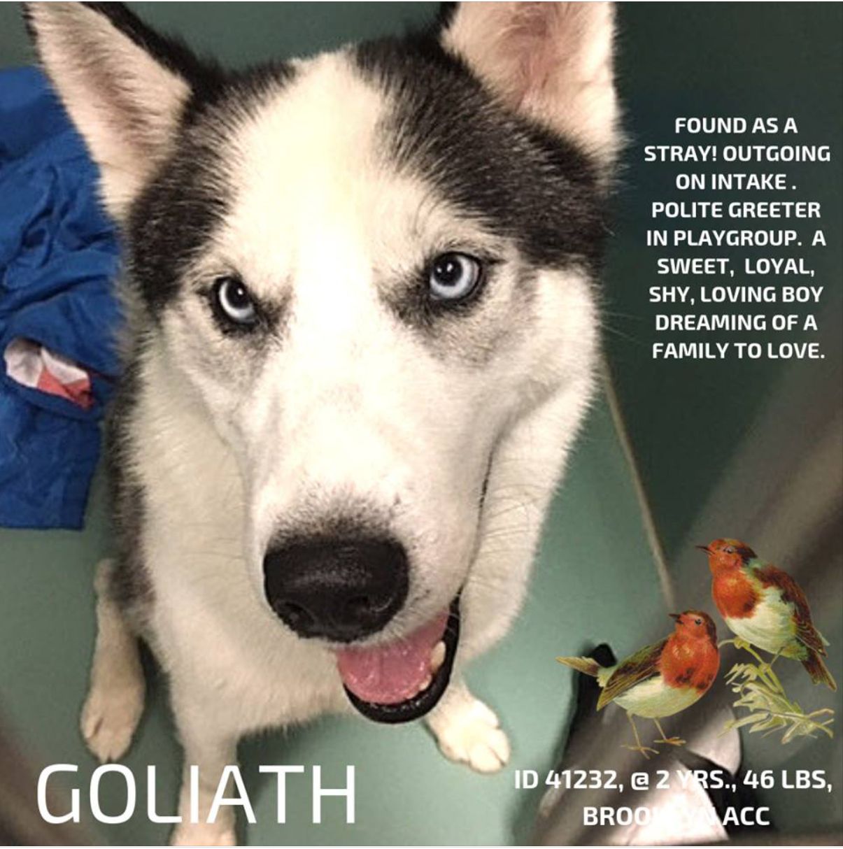 Pin On Dogs For Rescue