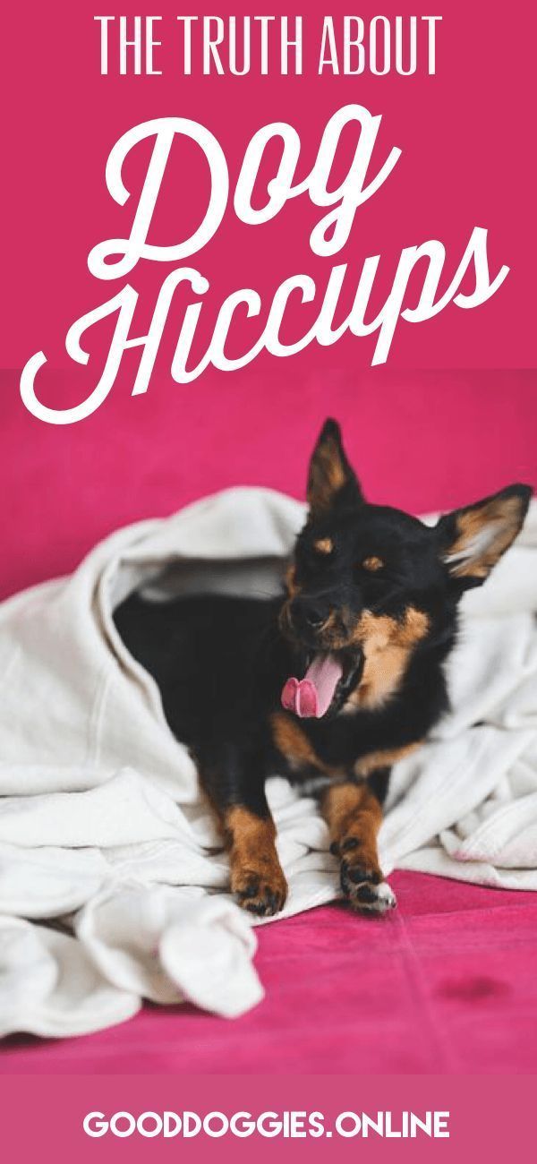 Truth About Dog Hiccups Dog Hiccups Puppy Hiccups Dog Facts