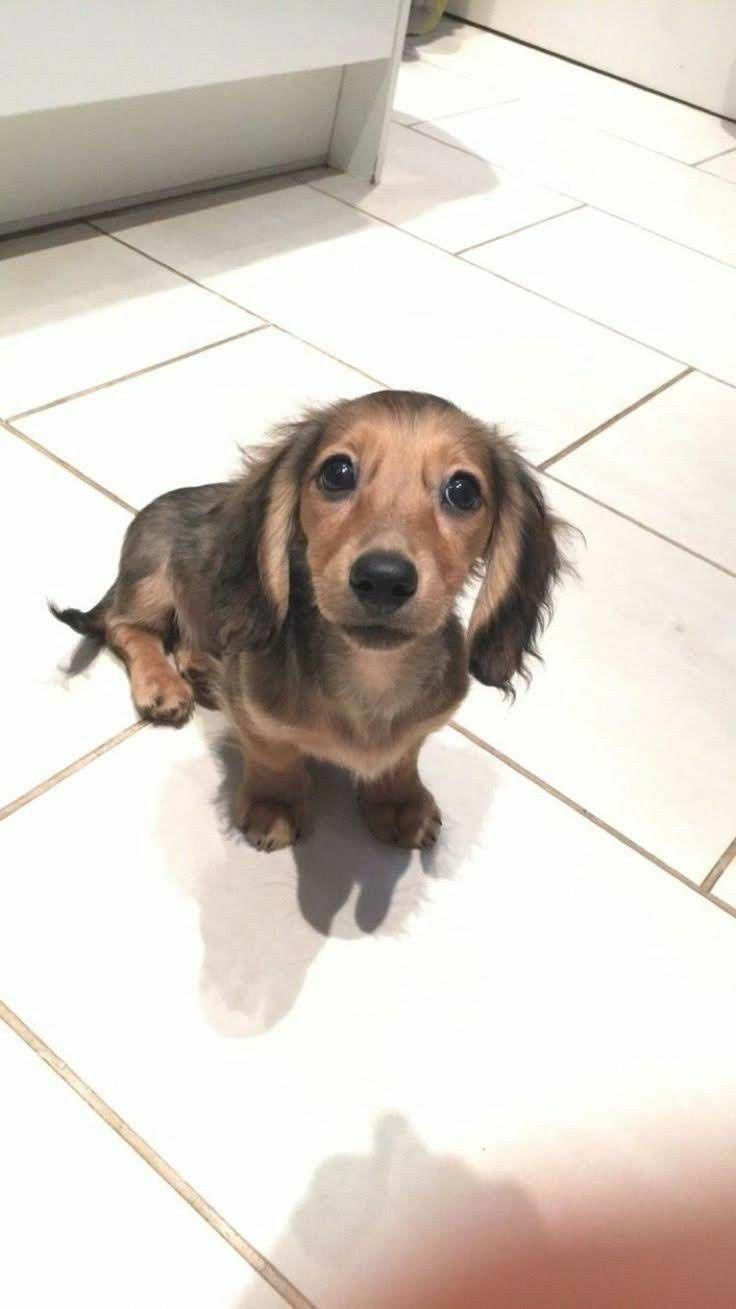 The Curious Daschund Puppies Health Daschundslover Daschundsrule
