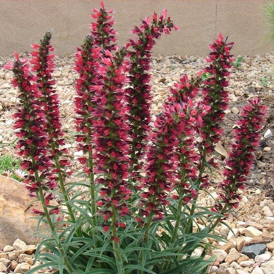 Red Feathers (Echium) | Flower landscape, Plants, Perennial plants