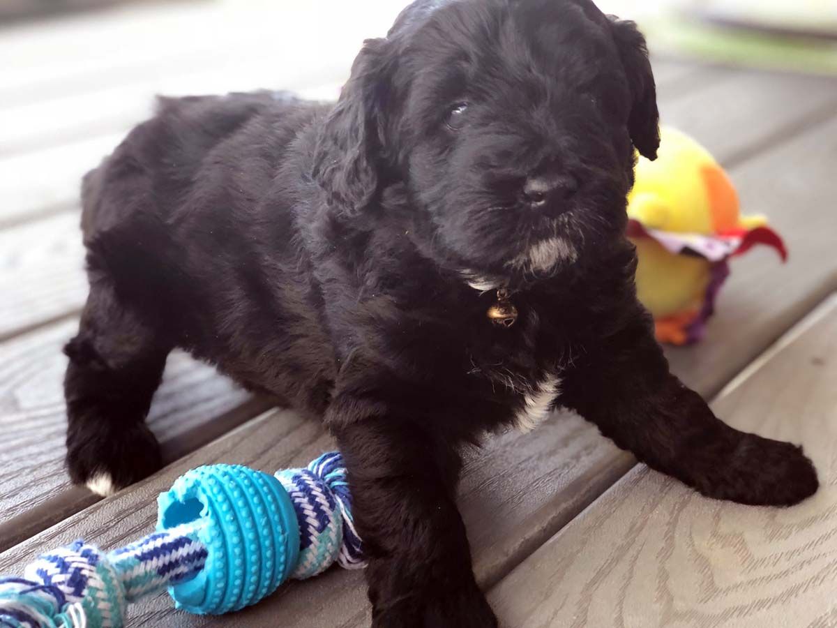 Chow Chow Puppies Loudon Tn Http Bit Ly M7gbsn Chow Chow Puppy Black Chow Chow Puppies Black Chow Chow