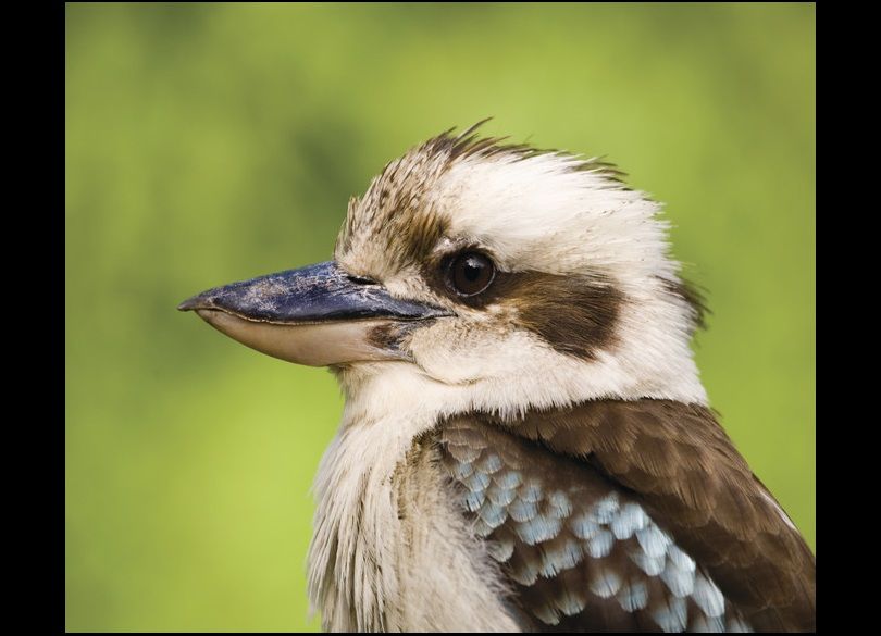 ワライカワセミ 笑い翡翠 Laughing Kookaburra Dacelo Novaeguineae Dacelo Gigas 鳥 笑い 翡翠 ワライカワセミ 笑い翡翠 Laughing Kookaburra Dacelo Novaeguineae Dacelo Gigas 鳥 笑い 翡翠