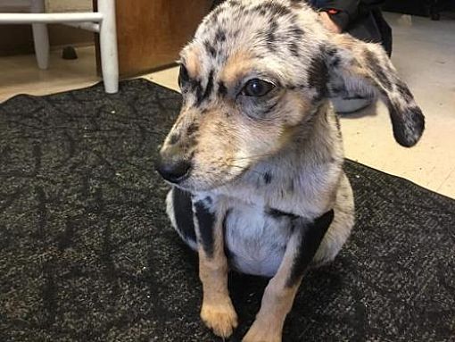 New York Ny Dachshund Meet Spots A Dog For Adoption