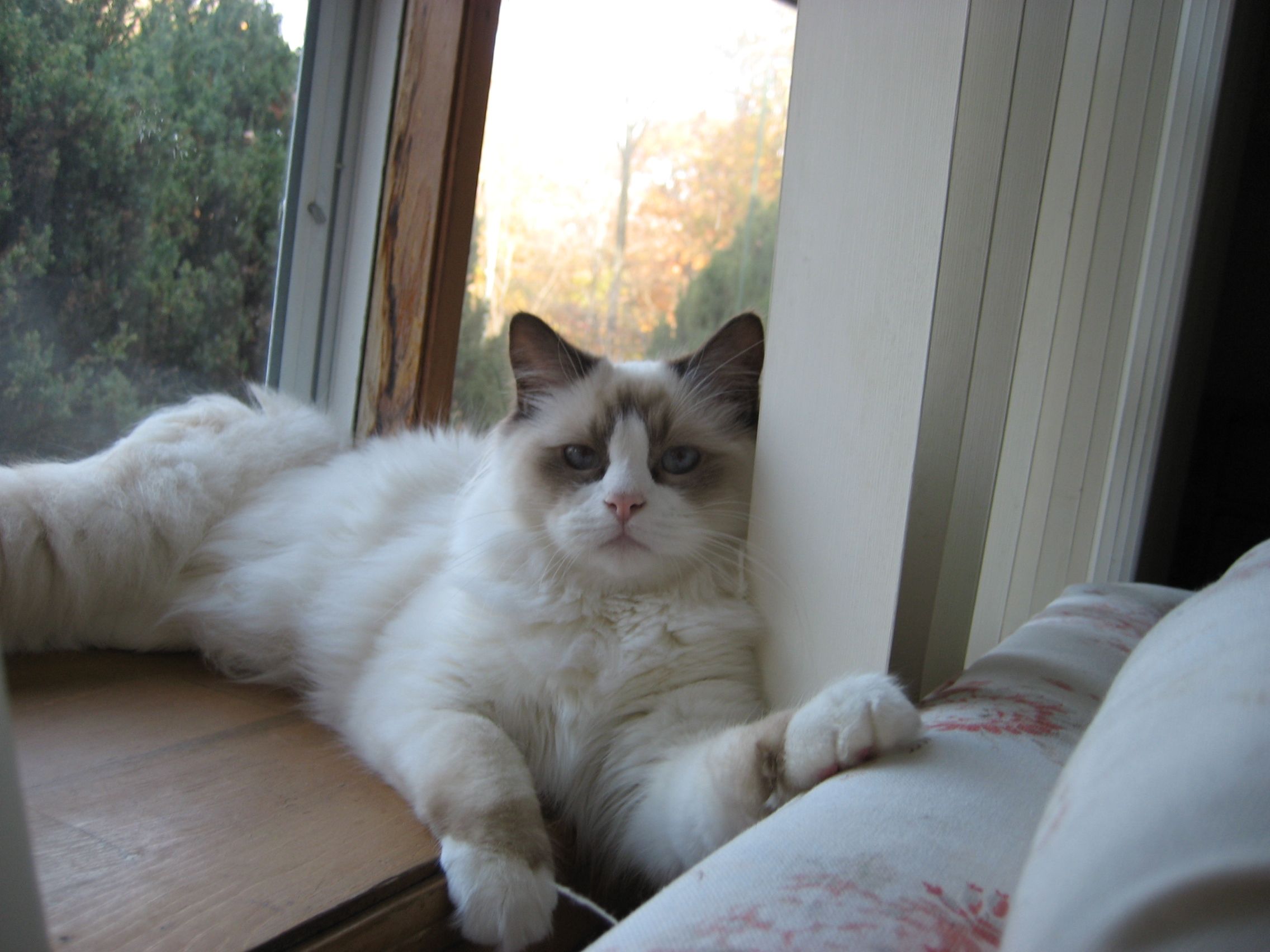 Ragdoll Kittens For Sale Nj