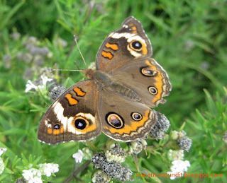 (Photo) Common buckeye butterfly #mortongrove Common buckeye butterfly photographed in Morton Grove's Miami Woods. #mortongrove