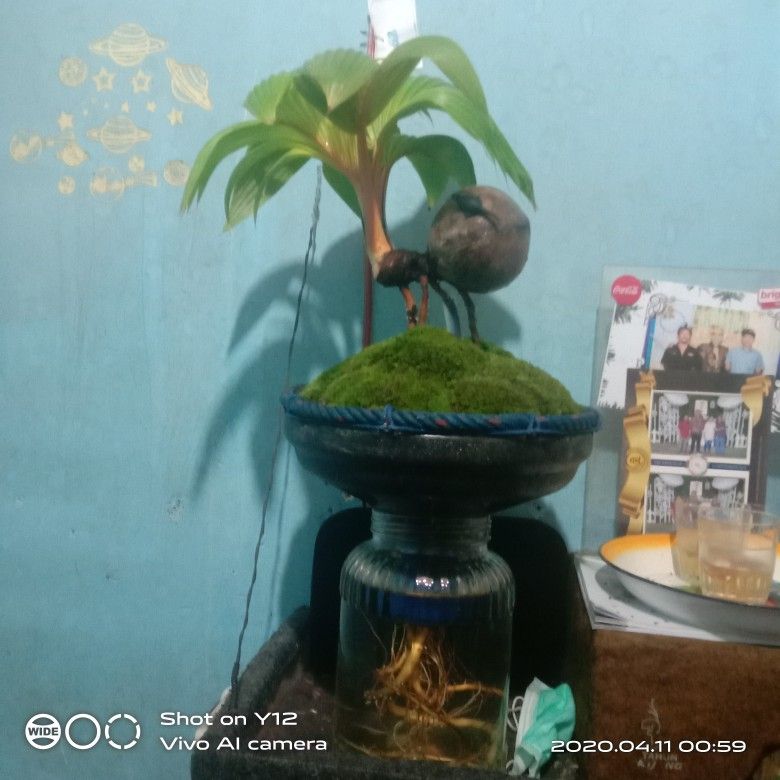 Bonsai Kelapa Media Tanah Dan Air Hijau Hiasan