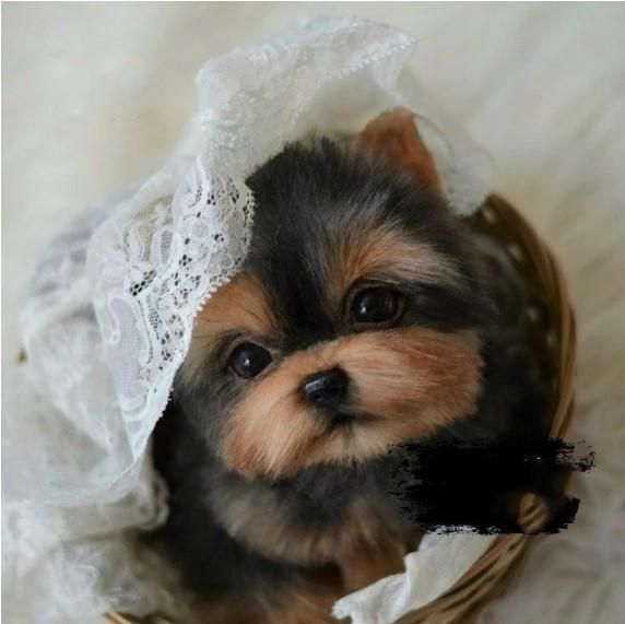 đŸ”¥ HOT SALE & Limited to 100 đŸ”¥Realistic Yorkie Dog Casey