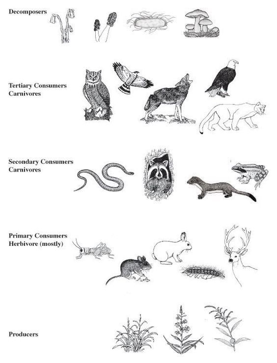 Food Web Lecture with Handouts Food web, Food chain, Science biology Food Web Lecture with Handouts Food web, Food chain, Science biology