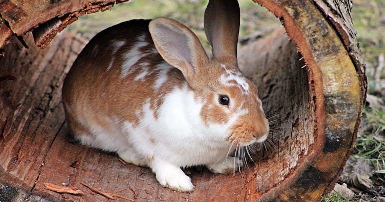 The History Of The Rabbit And The Difference Between A Rabbit And A Hare Rabbit Wild Rabbit Rabbit Anatomy