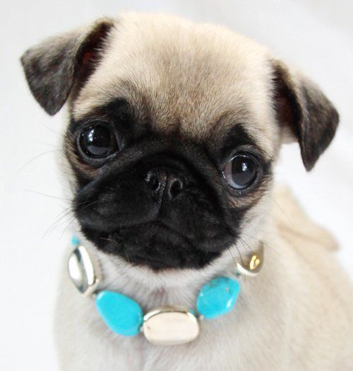 What Reality Tv Show Should You Actually Go On Cute Pugs Pugs