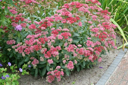 Sedum spectabile "Abbeydore", compact sedum, care-free, sun and dry soil
