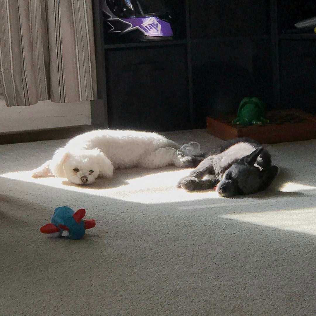 Sometimes At The End Of The Week You Just Need To Find A Sun Spot