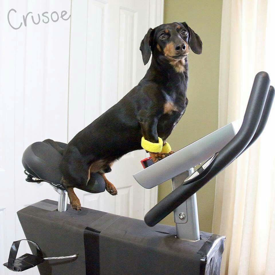 Yes I Exercise Crusoe The Celebrity Dachshund Dog Show Wiener Dog