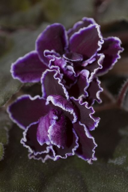 Saintpaulia Black Ace African Violets Plants Violet Plant Saintpaulia