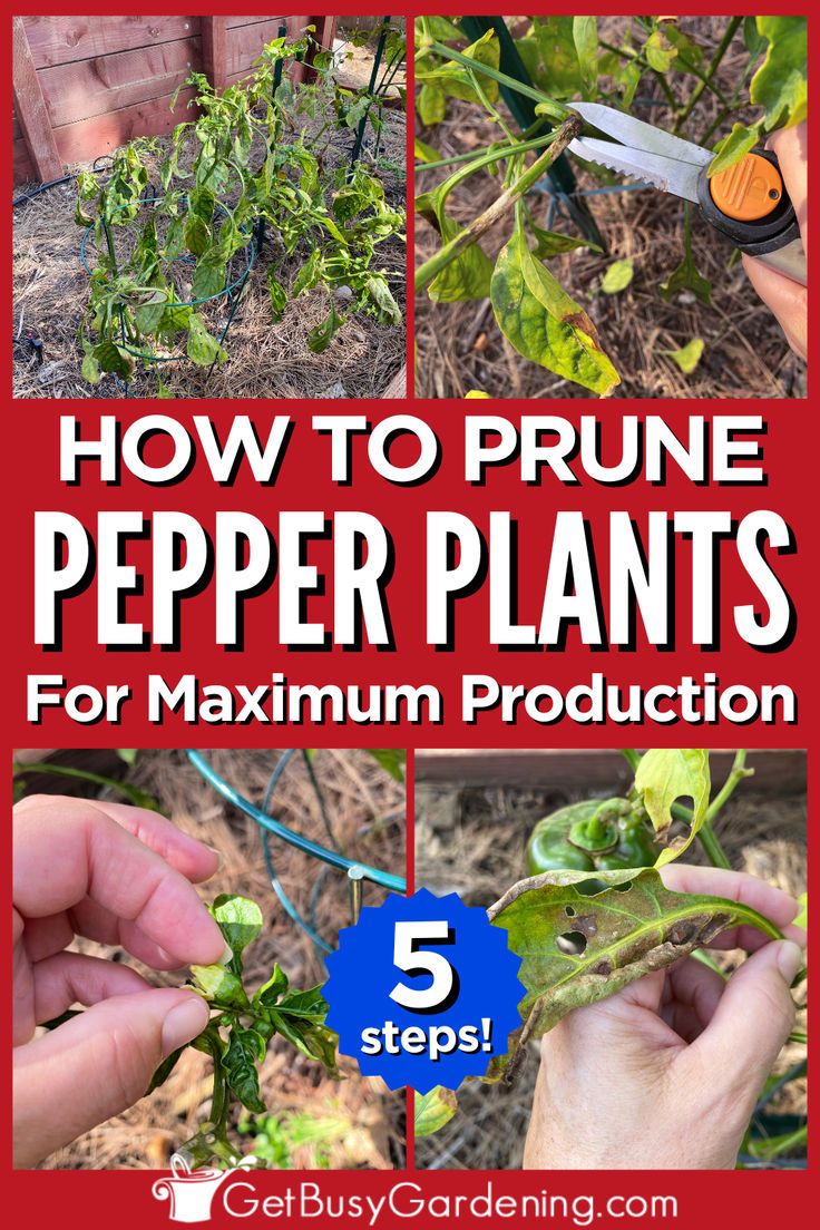 How To Prune Pepper Plants For Maximum Yield (In 5 Steps